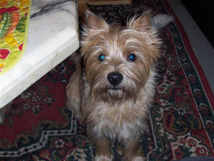Cairn terrier rasmus billede 2