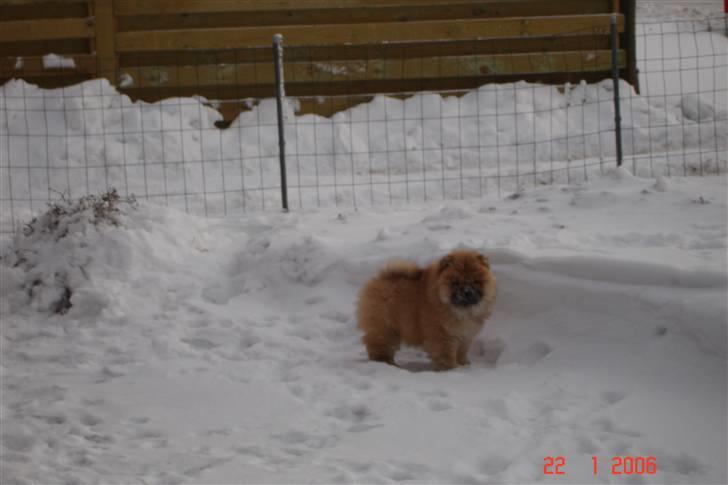Chow chow Sikka / Rossy Spirit - Hej, skal vi lege? :) - 22.01.06 billede 5