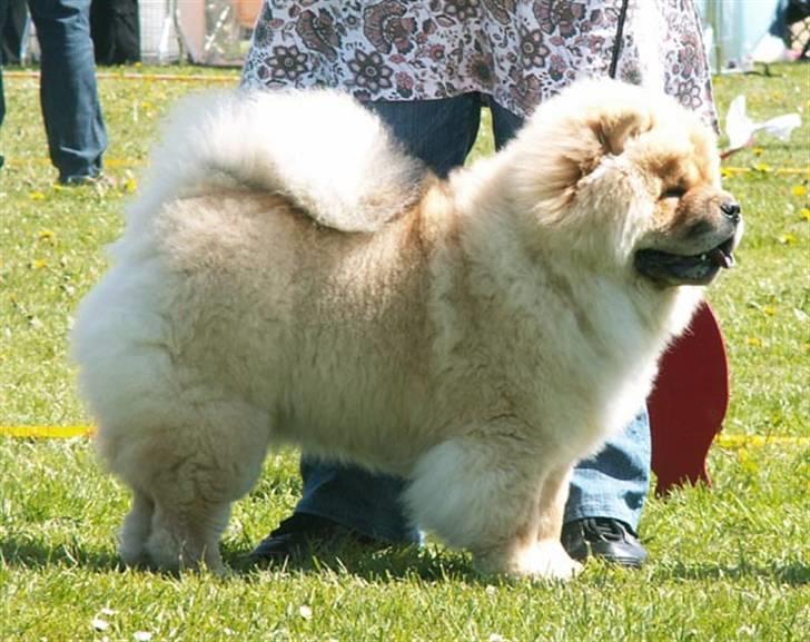 Chow chow Sikka / Rossy Spirit - Se så flot jeg kan stå. :P billede 6