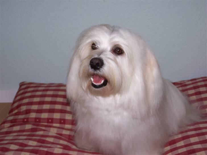 Bichon havanais Chico - Chico, lækker nyvasket. billede 1