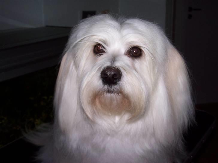 Bichon havanais Chico - Chico som voksen billede 2