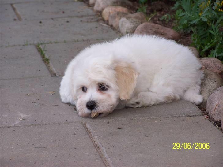 Bichon havanais Chico - Her som hvalp billede 3