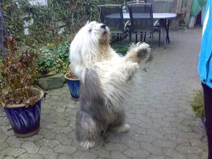 Old english sheepdog †Sigurd† billede 1