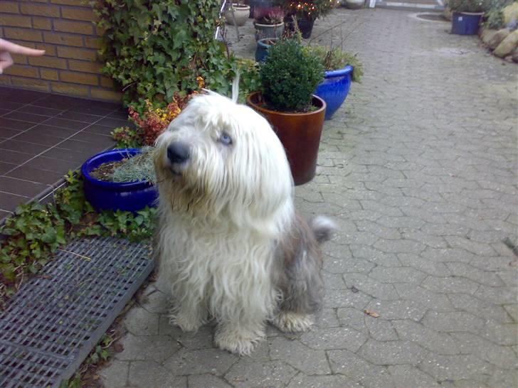 Old english sheepdog †Sigurd† billede 2