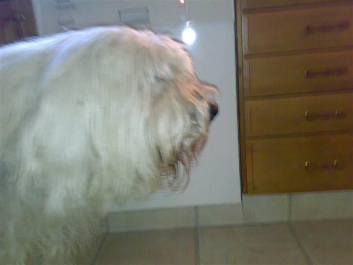 Old english sheepdog †Sigurd† billede 3