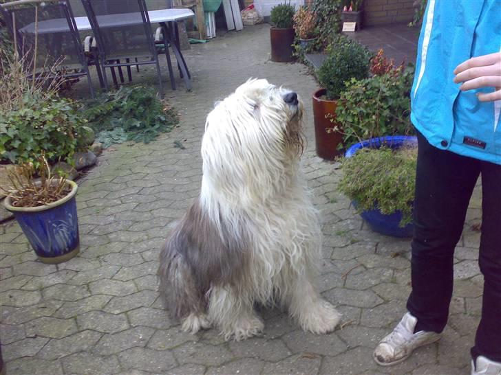 Old english sheepdog †Sigurd† billede 4