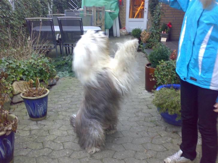 Old english sheepdog †Sigurd† billede 5
