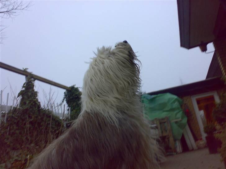 Old english sheepdog †Sigurd† - Næsen i sky billede 6