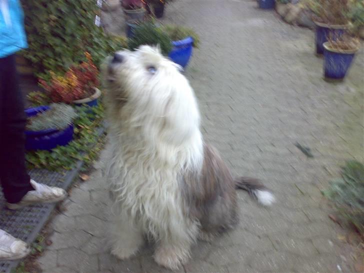 Old english sheepdog †Sigurd† billede 7