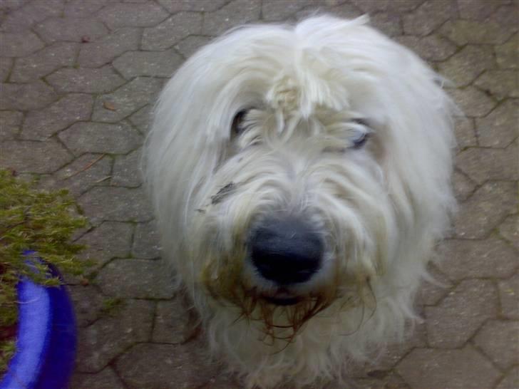 Old english sheepdog †Sigurd† billede 8