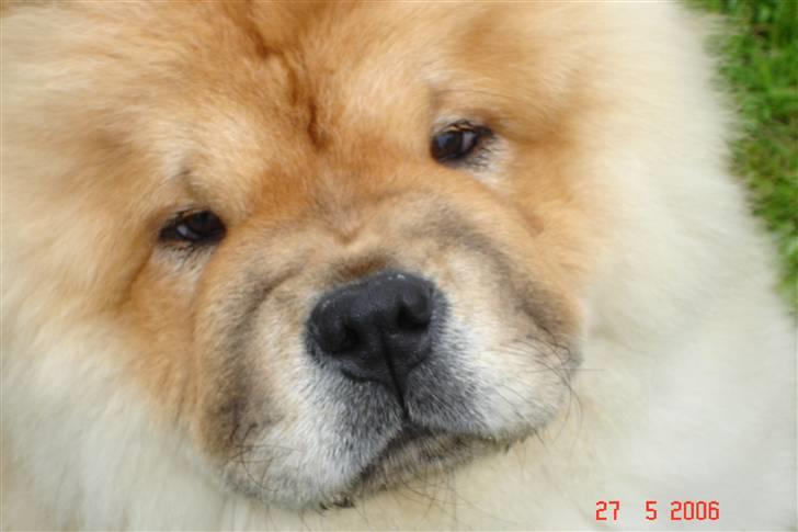 Chow chow Sikka / Rossy Spirit - Hejsa :) billede 7