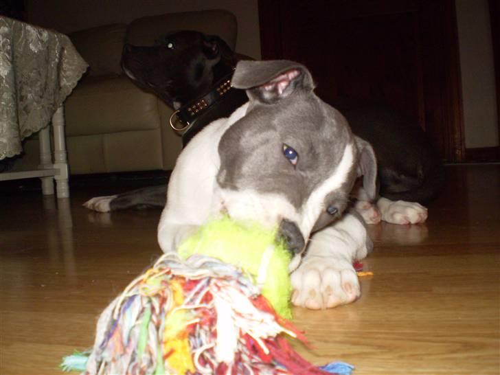 Staffordshire bull terrier Adam's Ghost Surprise billede 5