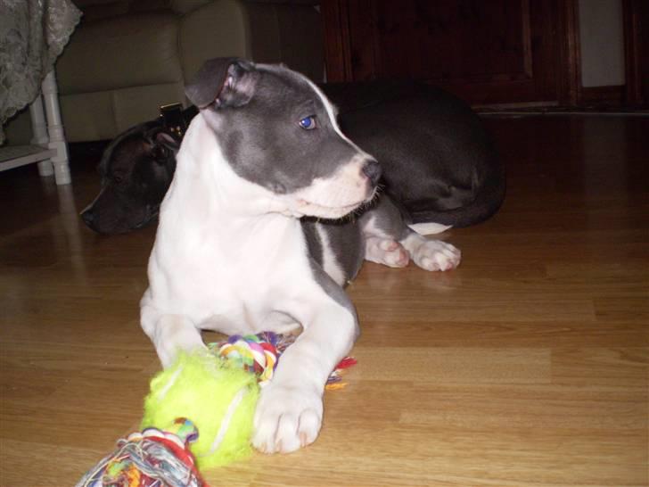 Staffordshire bull terrier Adam's Ghost Surprise billede 6