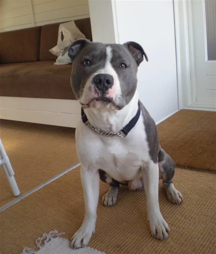 Staffordshire bull terrier Adam's Ghost Surprise billede 7