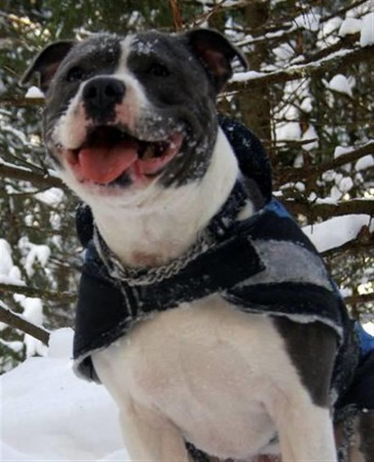 Staffordshire bull terrier Adam's Ghost Surprise billede 8