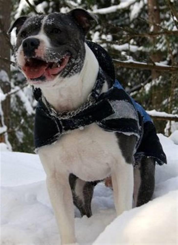 Staffordshire bull terrier Adam's Ghost Surprise billede 9