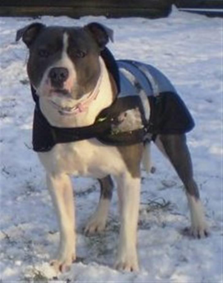 Staffordshire bull terrier Adam's Ghost Surprise billede 10