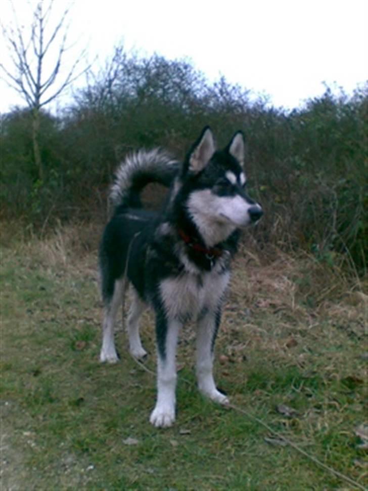 Alaskan malamute shiba - ja så er jeg blevet 7 mdr billede 10
