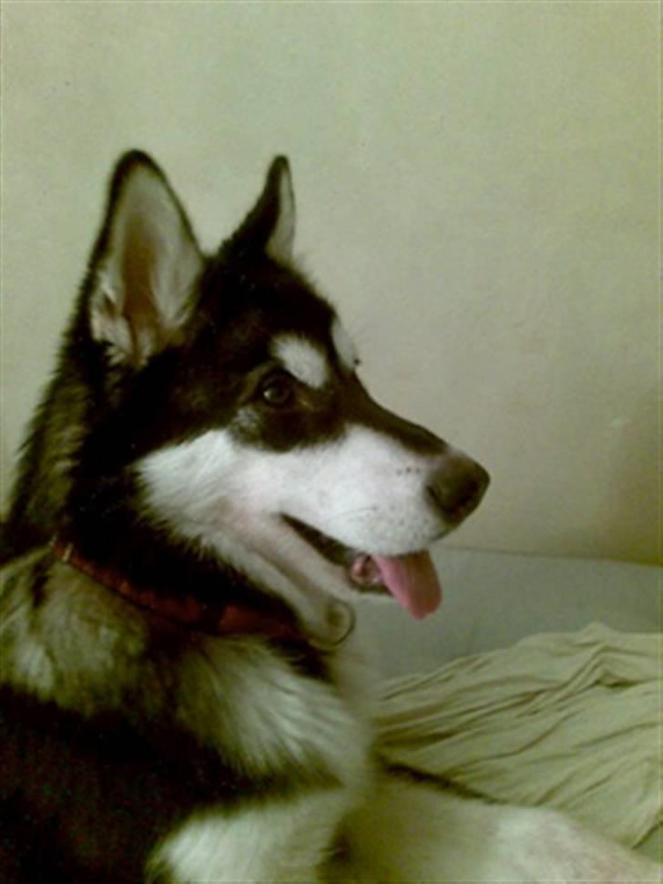 Alaskan malamute shiba billede 11