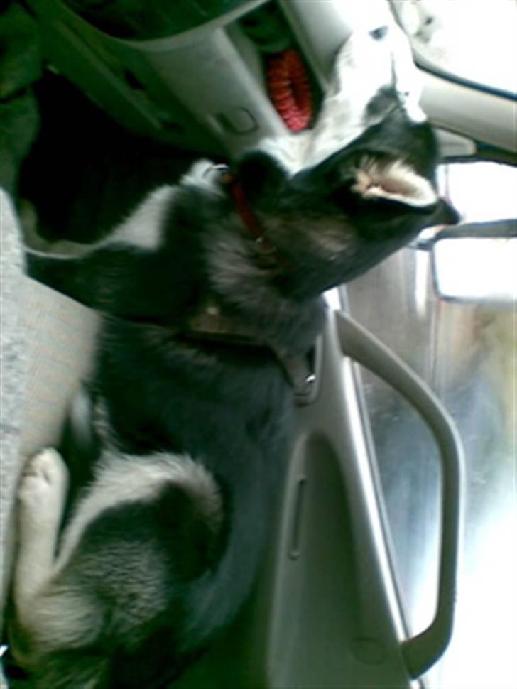 Alaskan malamute shiba - jeg er ved er blive for stor til den her bil billede 12