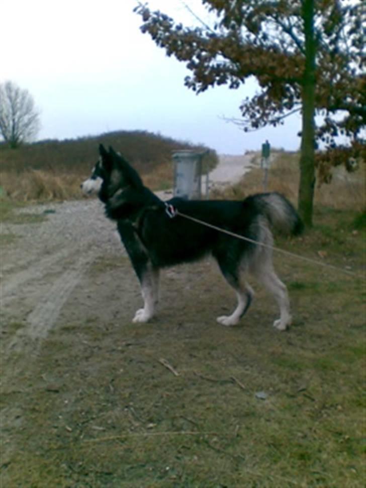 Alaskan malamute shiba billede 13