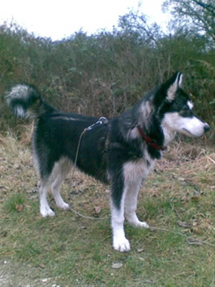 Alaskan malamute shiba - kom nu tag det billed billede 14