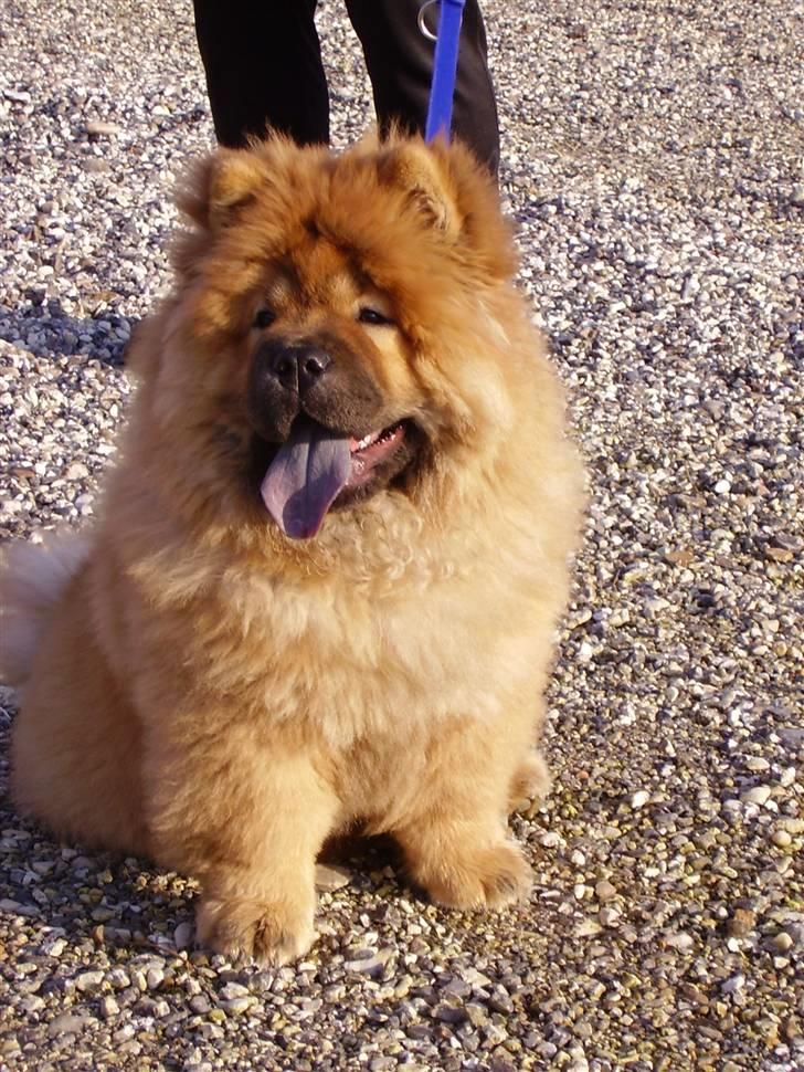 Chow chow Peifu's Aslan Chi Gau - Velkommen til Aslan´ profil ;) billede 1