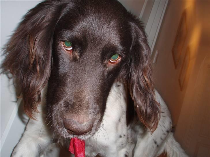 Kleiner münsterländer Arko billede 1