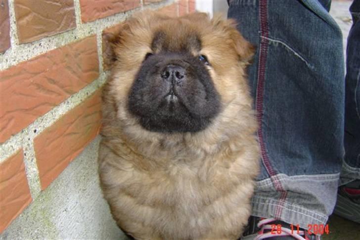 Chow chow Peifu's Aslan Chi Gau - Aslan er lige fyldt 8 uger, og vi er på vej hjem med ham. :) billede 2