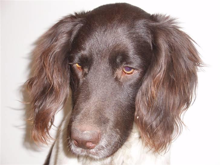 Kleiner münsterländer Arko billede 2