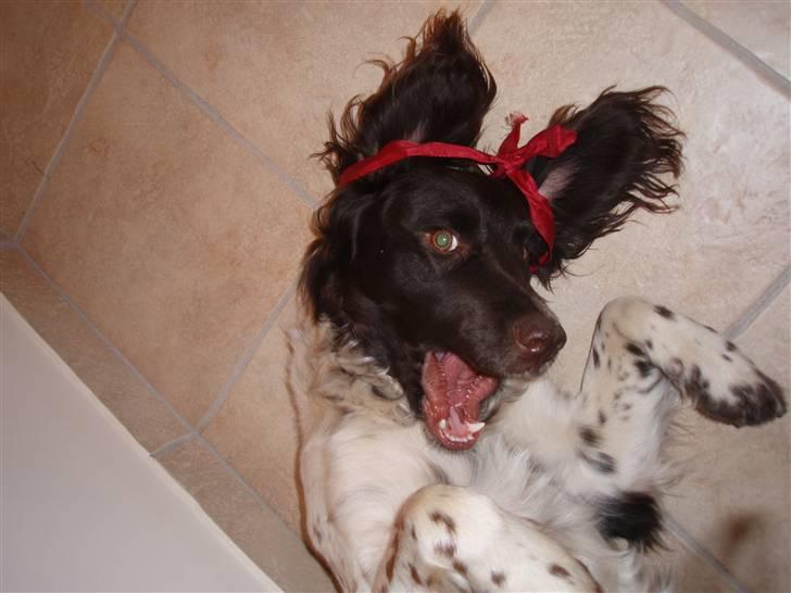 Kleiner münsterländer Arko billede 3