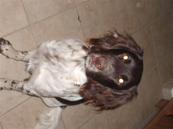 Kleiner münsterländer Arko billede 4