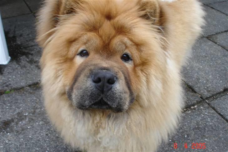 Chow chow Peifu's Aslan Chi Gau - Hej vil du lege? billede 5