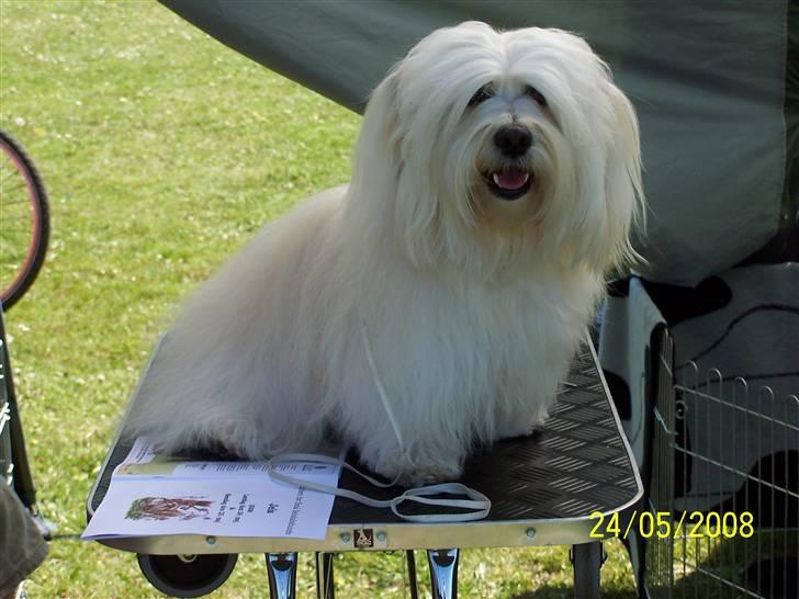 Bichon havanais Chico - Klar til at komme i ringen i Jels maj 2008 billede 4