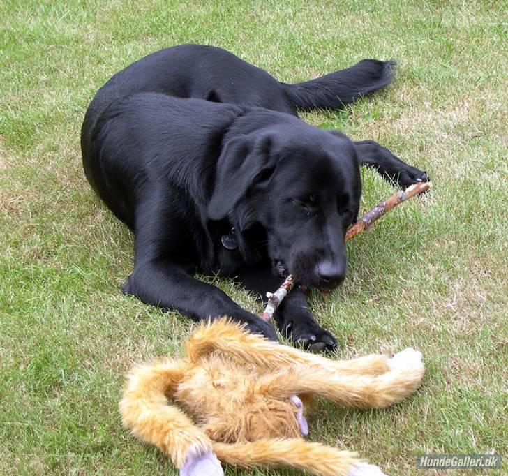 Labrador retriever Oscar - Er han ikke smuk?. billede 1