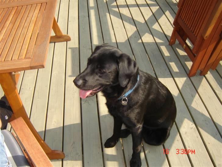 Labrador retriever Oscar billede 2