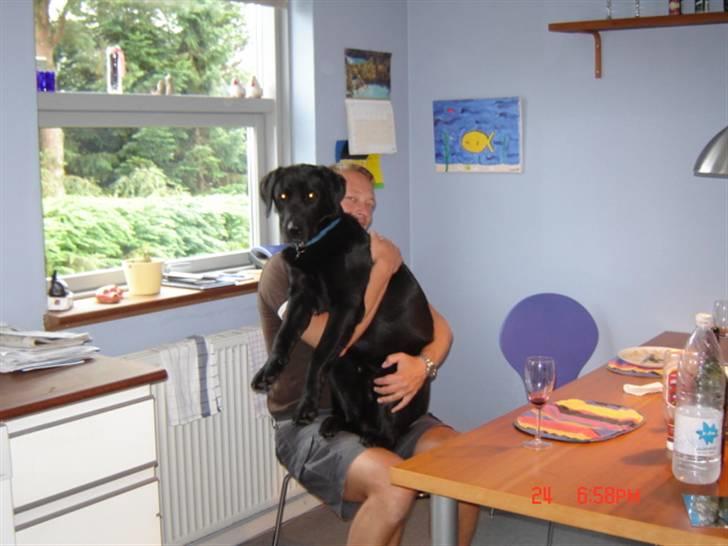 Labrador retriever Oscar billede 3