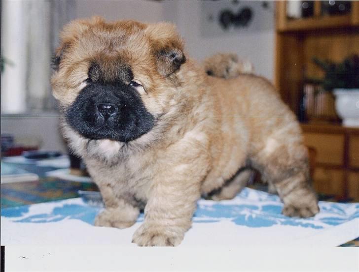 Chow chow Peifu's Aslan Chi Gau - Aslan som lille <3 billede 8