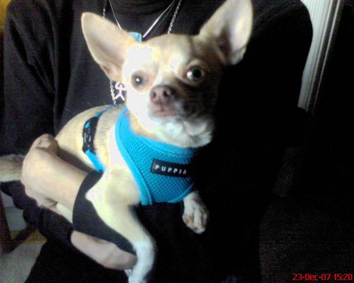 Chihuahua Riki - Mig på armen af mor i min nye fine julegave.... Nøj, jeg er stolt af min flotte sele ! billede 12