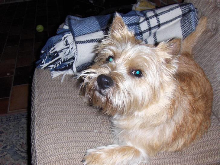 Cairn terrier rasmus billede 7