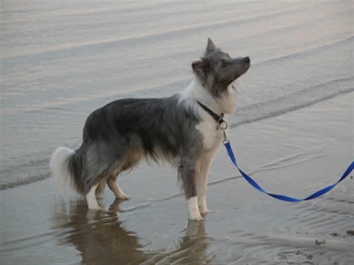 Border collie Zacho billede 11
