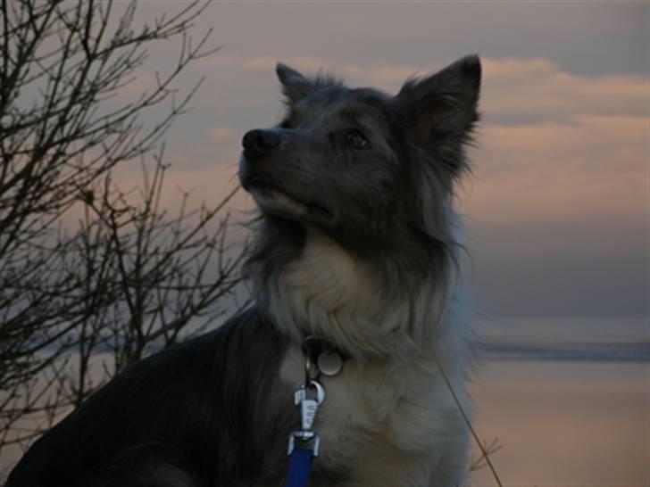Border collie Zacho billede 12