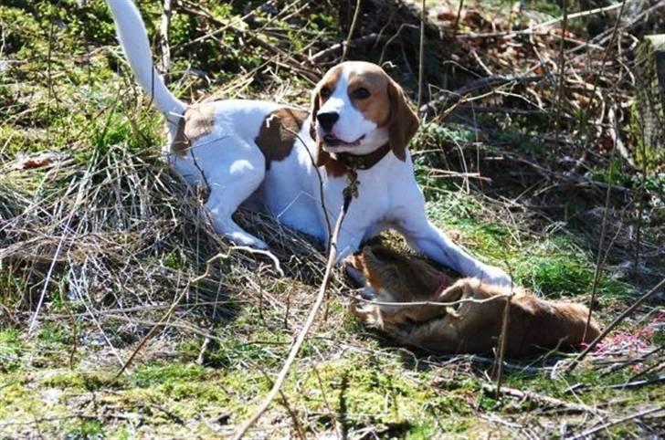 Beagle Mads / Fairytosh Mc. Cafferty - Schweissweekend 9-11/04.10 Skindet er fundet! Dygtig hund! :) billede 7