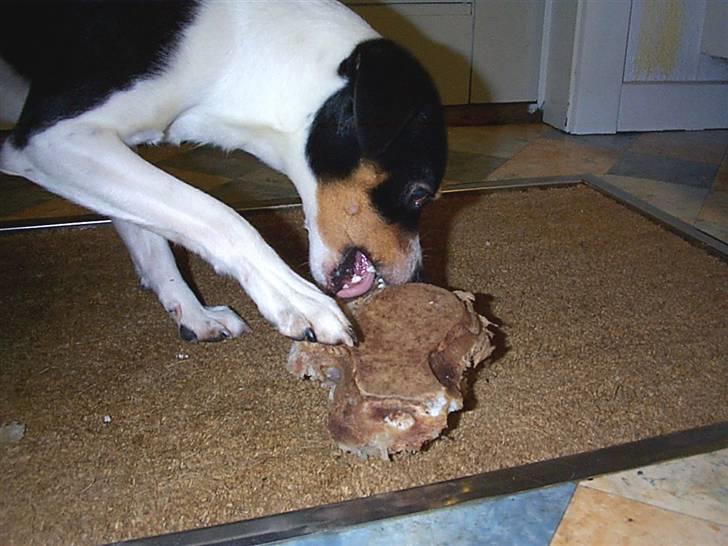 Dansk svensk gaardhund lukas billede 1