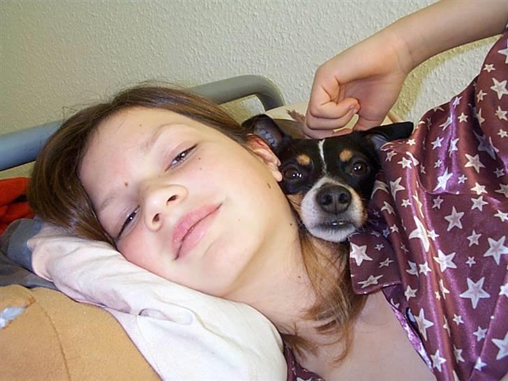 Dansk svensk gaardhund lukas billede 2