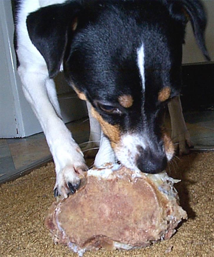 Dansk svensk gaardhund lukas billede 3