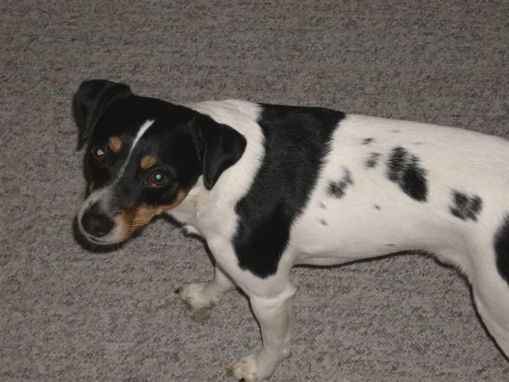 Dansk svensk gaardhund lukas billede 4