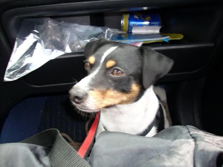 Dansk svensk gaardhund lukas billede 5