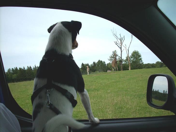 Dansk svensk gaardhund lukas billede 6
