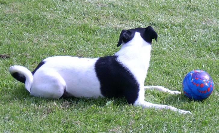 Dansk svensk gaardhund lukas billede 7